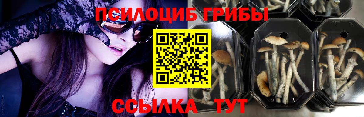Псилоцибиновые грибы Cubensis Карасук